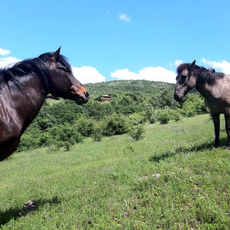 Zvířata v apartmánu nebo okolí