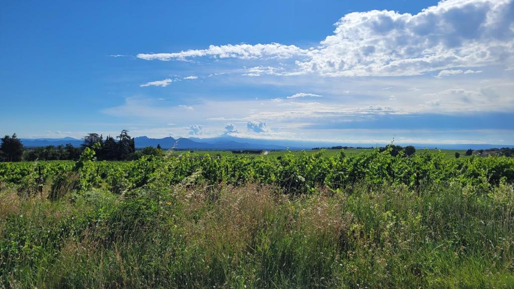 Photo de la galerie de l'établissement Le Rustique, à Châteauneuf-du-Pape