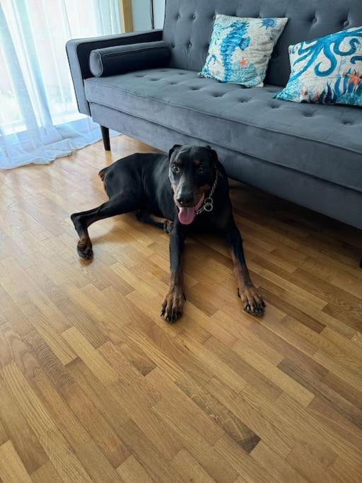 a black dog laying on the floor next to a couch at O Lar de Raxó in Raxó