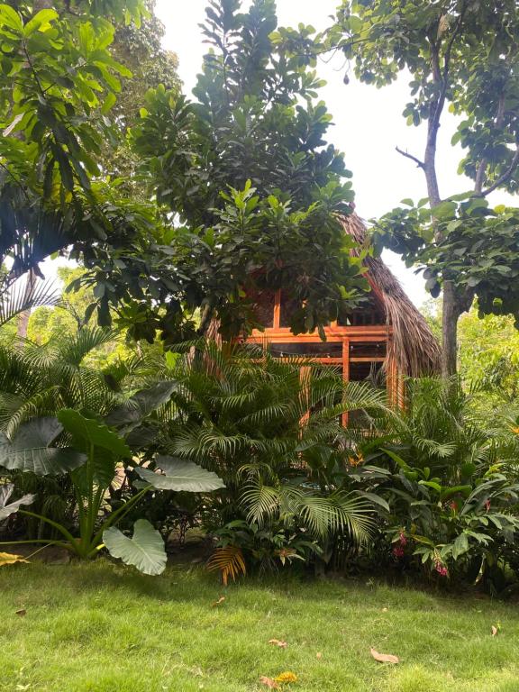 Jardí fora de Tiny Houses Unique Tayrona - Dentro del Parque Tayrona