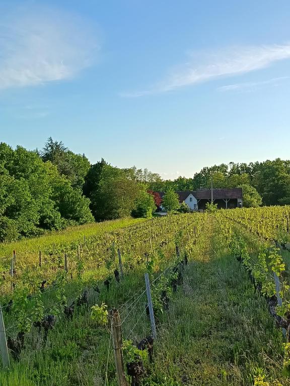 un champ de cultures avec une grange en arrière-plan dans l'établissement Gîte au coeur d'un vignoble, à Saint-Aignan