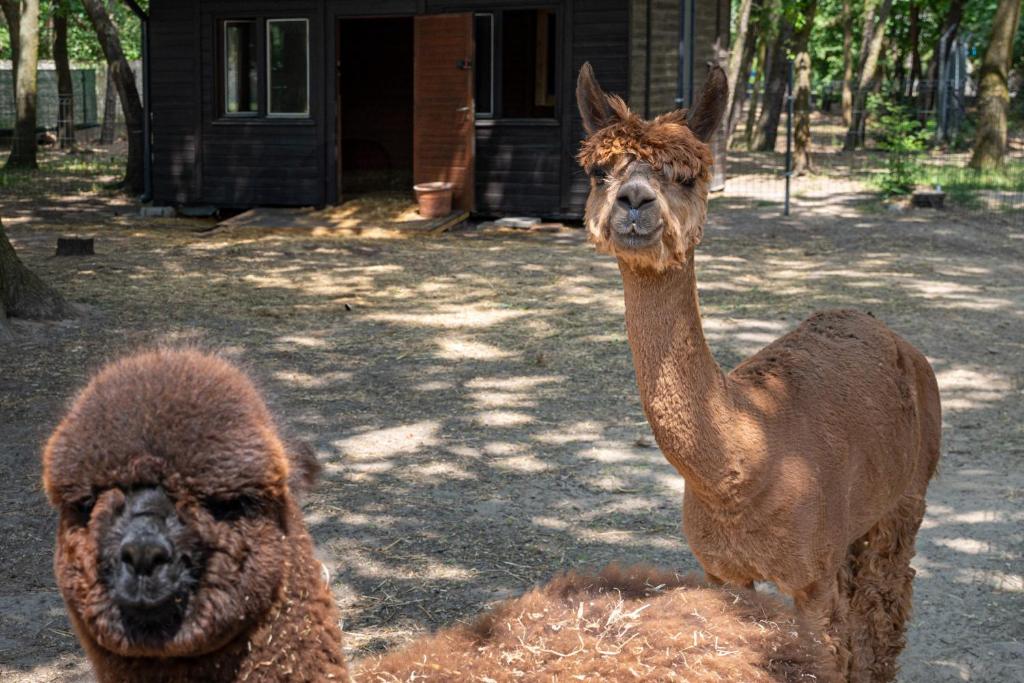 Zvířata v aparthotelu nebo okolí