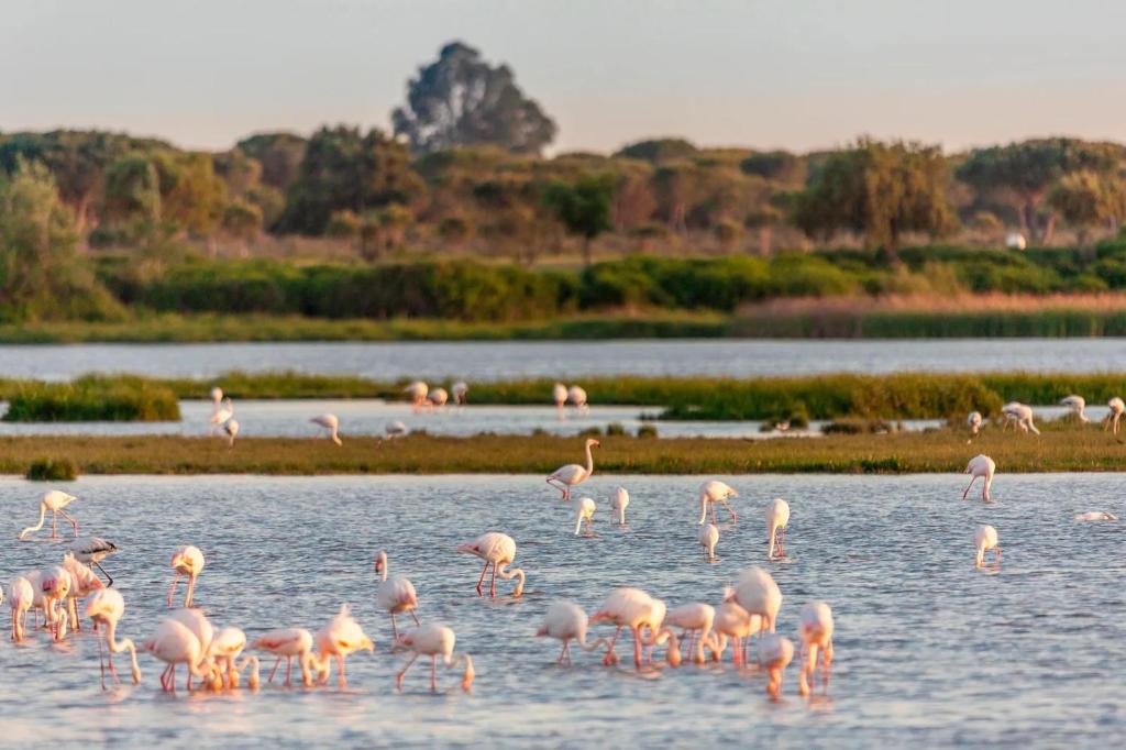 a flock of flamingos standing in the water at CENTER APARTMENT Mazagón in Mazagón