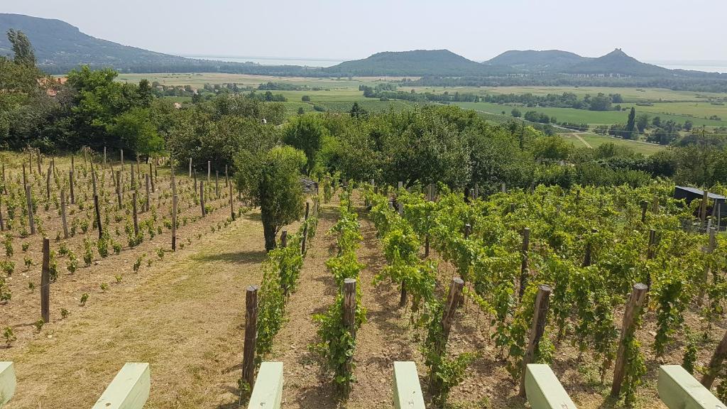Grand Cru 4 Vendégház 8265 Hegymagas, Mókus körút 2. kép - 1