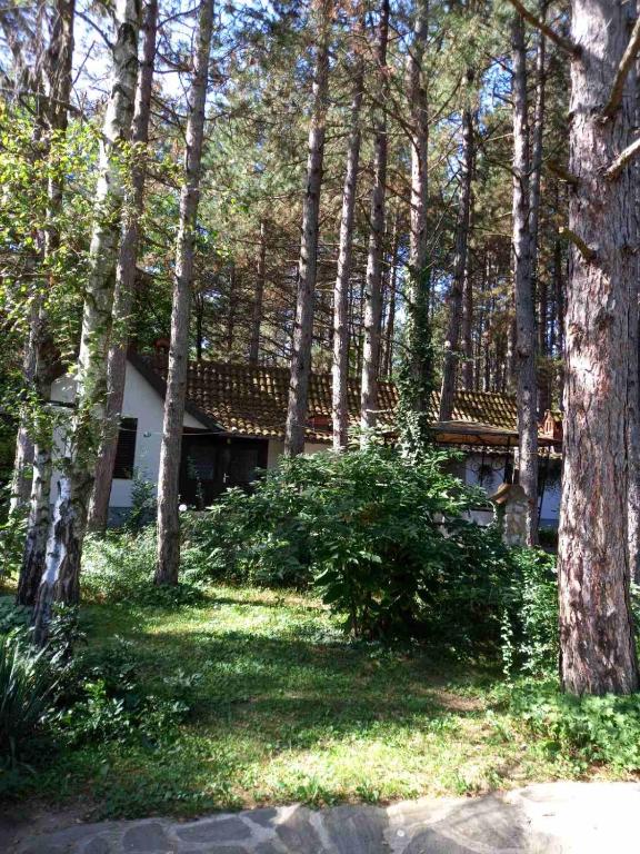 Zahrada ubytování Apartman medju borovima 2
