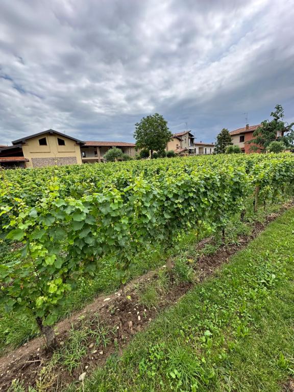Giardino di Borgo nel Vigneto