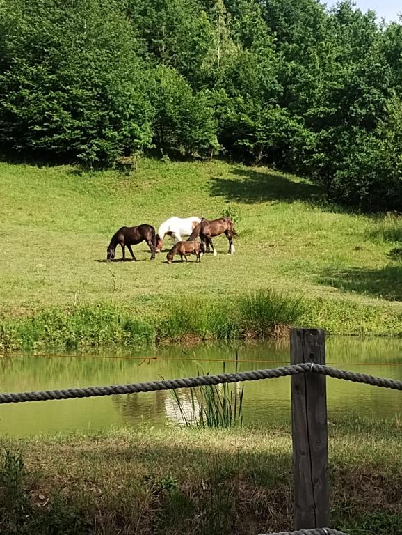 Zvířata v chaty nebo okolí