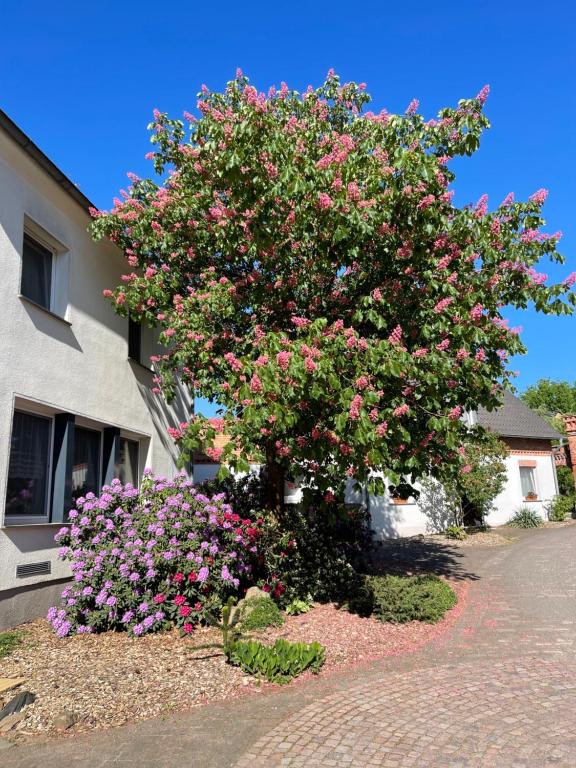Zahrada ubytování Hotel Luther Birke Wittenberg