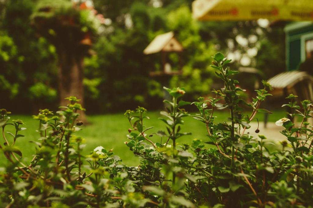 Zahrada ubytování Mango Tree Villa