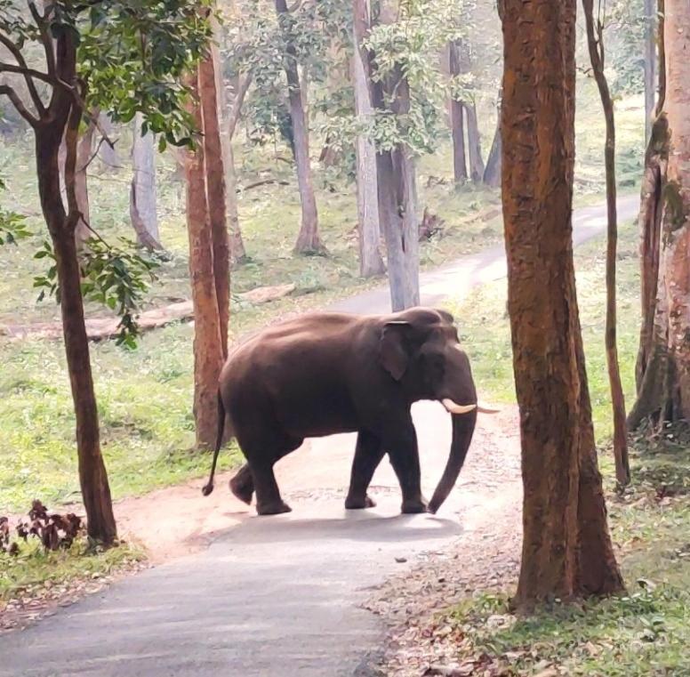 an elephant walking down a road in a forest at Wayanad Kuruva Isles Jungle Resort in Chekadi