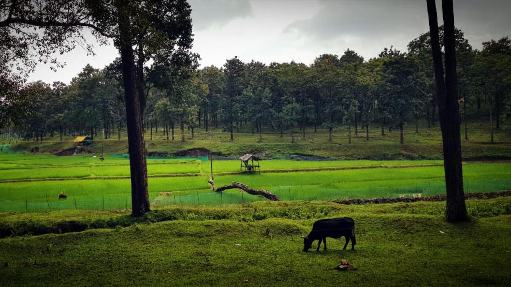 a cow grazing in a field next to trees at Wayanad Kuruva Isles Jungle Resort in Chekadi