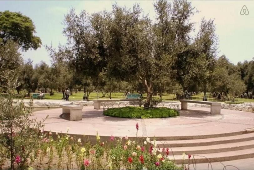 a park with benches and a tree and stairs at B&B El Olivar in Lima