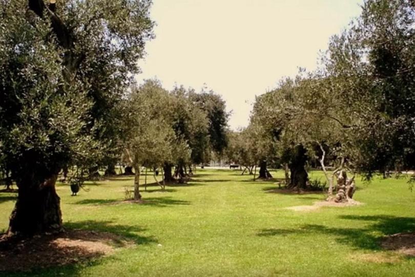 Zahrada ubytování B&B El Olivar