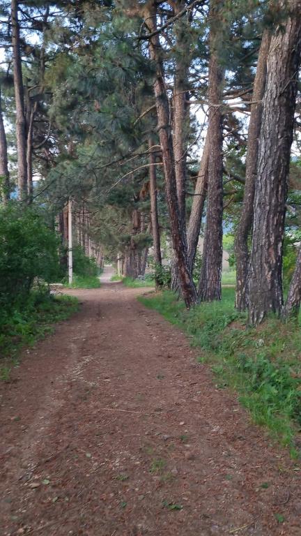 a dirt road with trees on either side at Hooni_guesthouse in Odzun