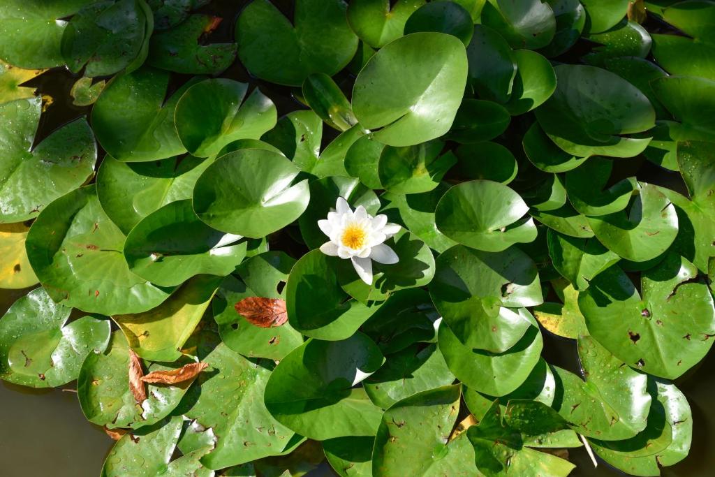 Landhaus Alpinia - Resim 14