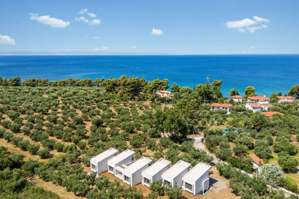 an aerial view of a plantation of trees at Olea Villas by halu!, Cozy villa in Nikiti in Lagomandra