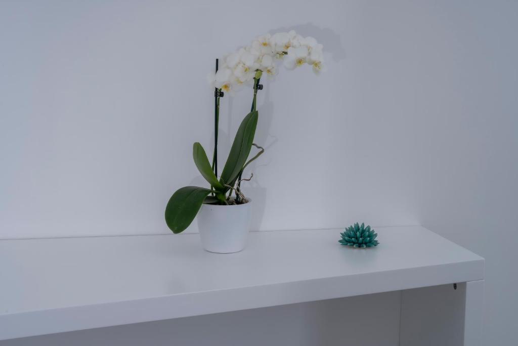 Fotografie z fotogalerie ubytování Villa L'Ara v Capri