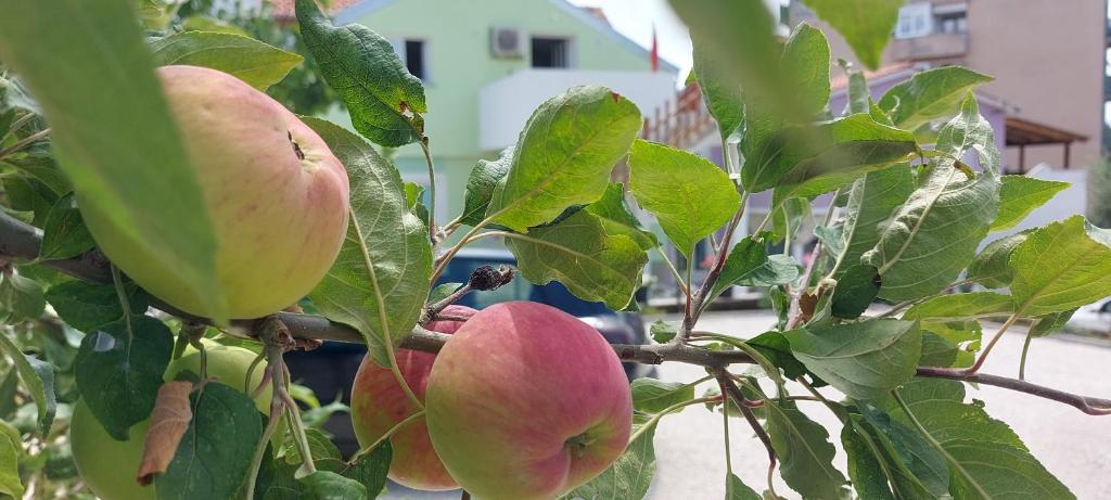 Ema & Sea Apartment's - 14