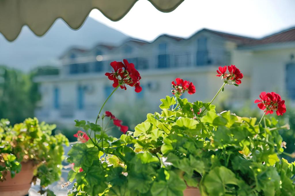 A garden outside Theofilos Classic Hotel
