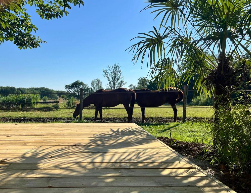 two horses standing in the grass next to a sidewalk at Gîte les Millères - Le Duplex Cosy in Villemur-sur-Tarn