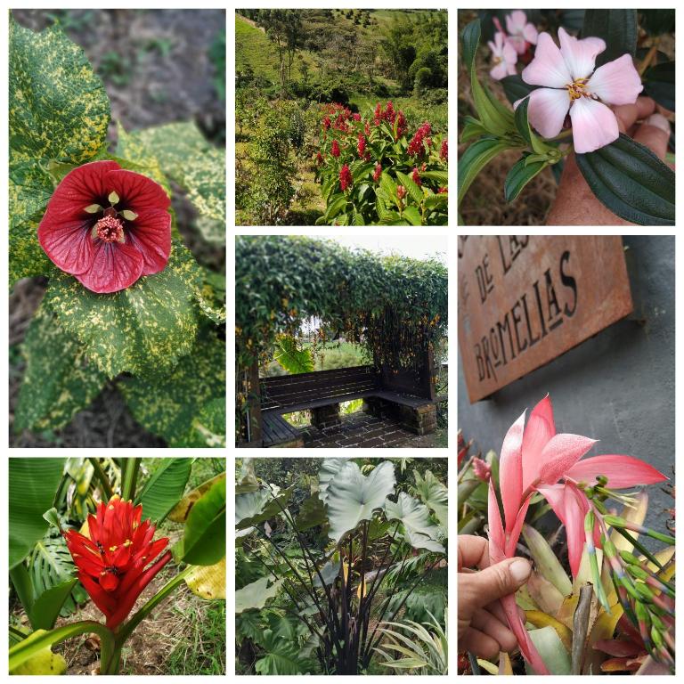 Zahrada ubytování San José de las bromelias
