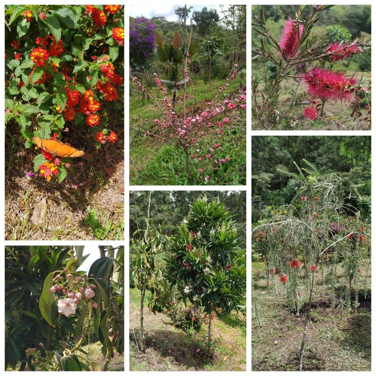 Zahrada ubytování San José de las bromelias