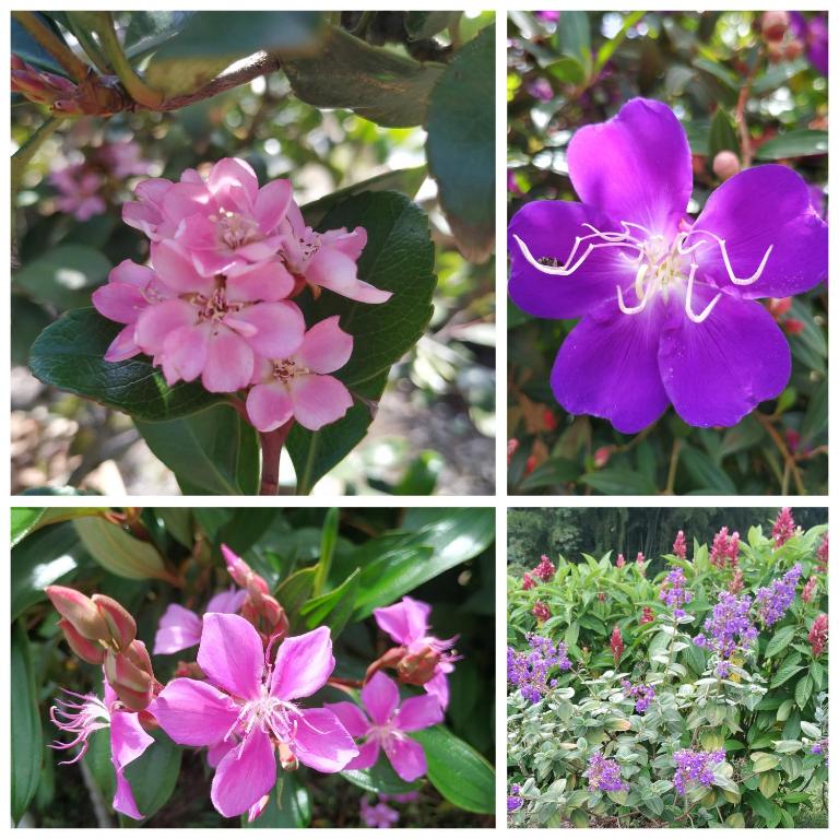 Zahrada ubytování San José de las bromelias