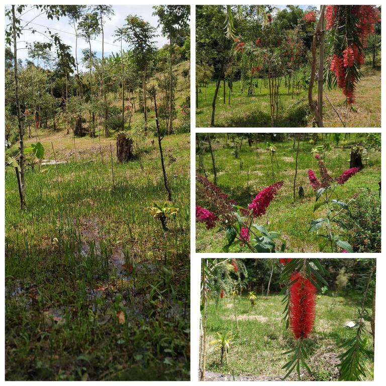 Zahrada ubytování San José de las bromelias