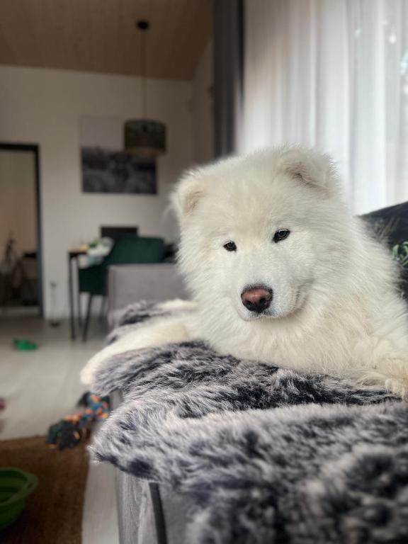 Apartman Othila , Apartman v Demanovskej doline - Apartamento De Una Habitación