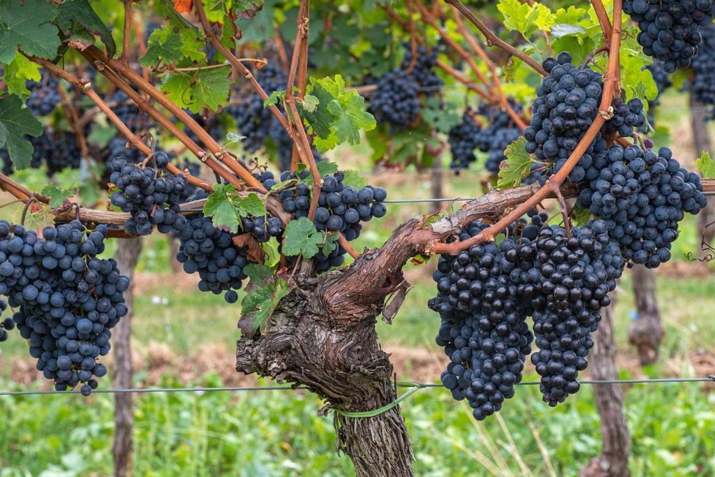 Imagem da galeria de The Grapevine by MANVI em Montepulciano