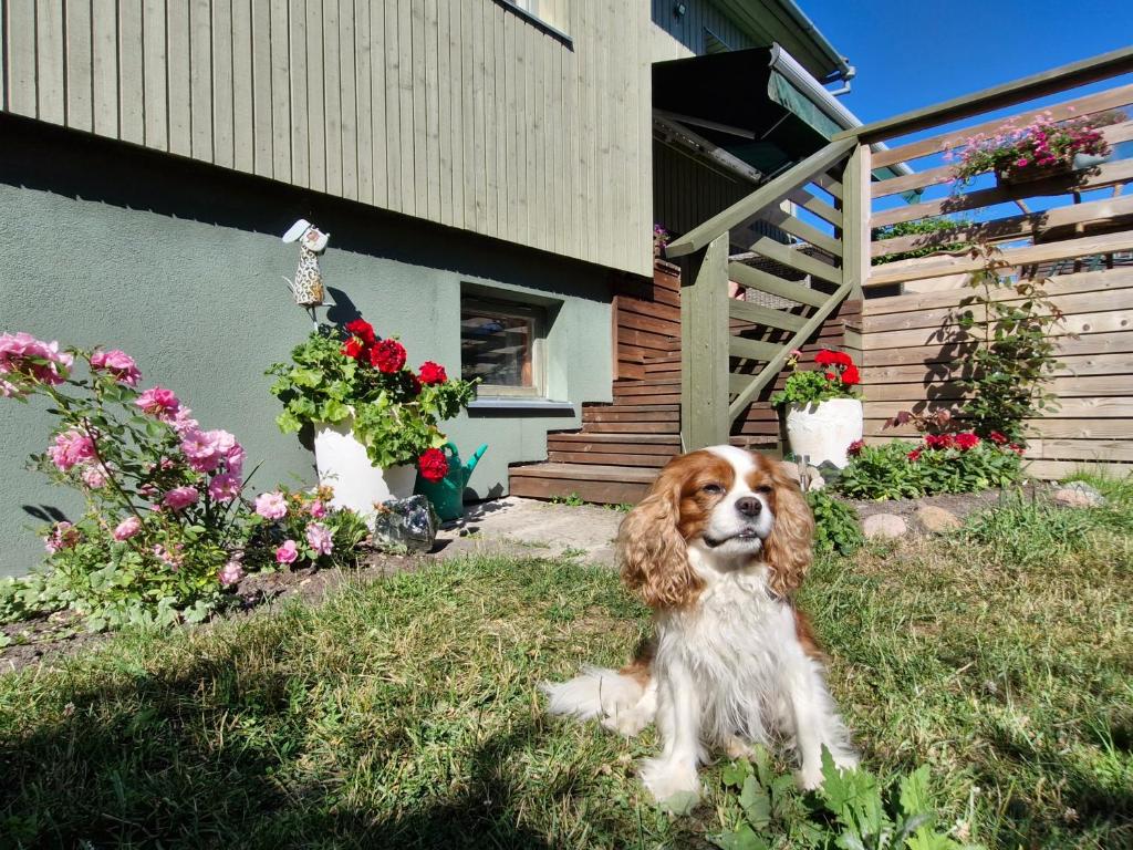 Domácí mazlíčci ubytovaní s hosty v ubytování Piibelehe Guest Accommodation