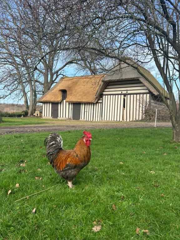 un poulet debout dans l'herbe devant un bâtiment dans l'établissement Le Domaine Caribou, à Sainte-Opportune-la-Mare