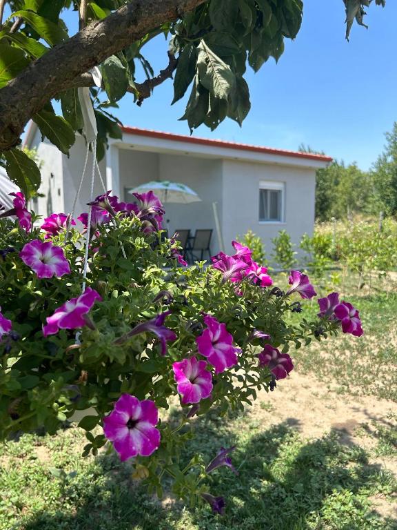 Zahrada ubytování Ktima Mimoza