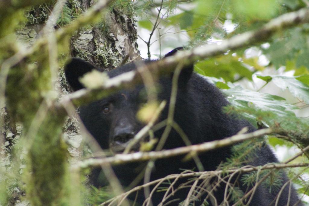 a black bear is standing in a tree at Beaver Hut Bed And Breakfast in Port Alberni