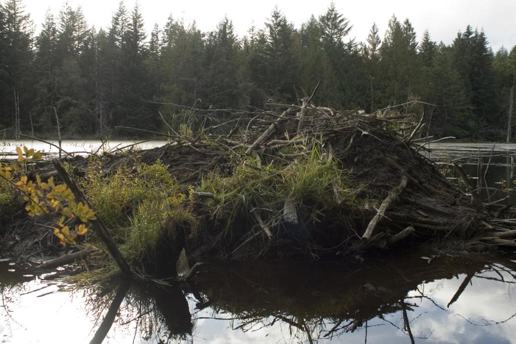 a pile of branches and grass on a body of water at Beaver Hut Bed And Breakfast in Port Alberni