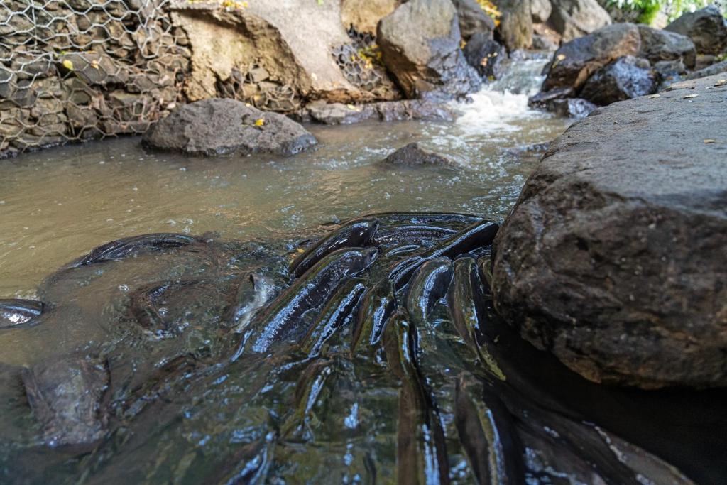 Tasman Holiday Parks - Waihi Beach - Resim 42