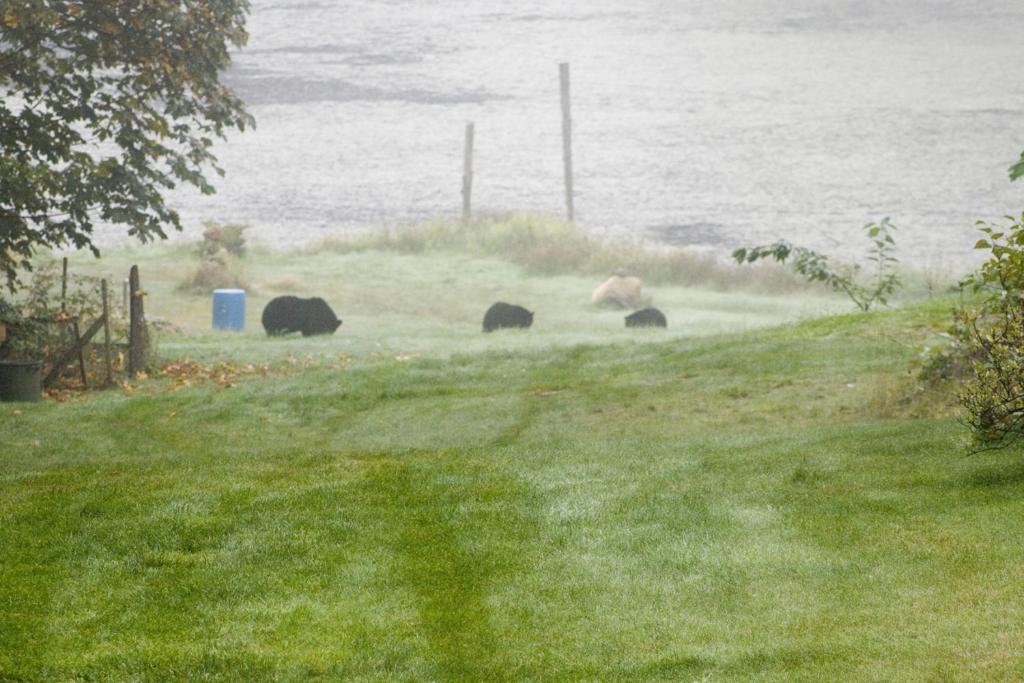 a group of bears walking in the grass near the water at Beaver Hut Bed And Breakfast in Port Alberni
