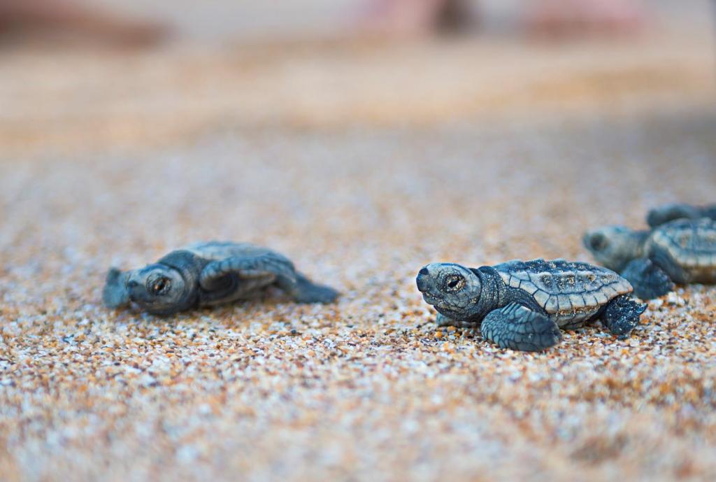 Altri animali domestici presso il lodge o nei dintorni