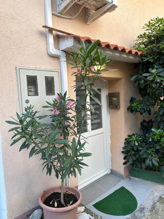 a plant in a pot in front of a door at Jasmina-Room in Jurandvor