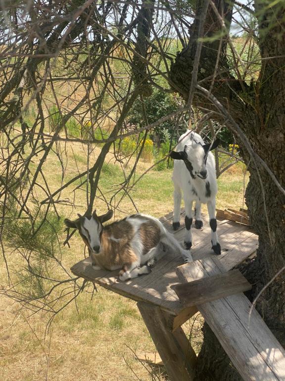 Certine Agriturismo kisállat-vendégei