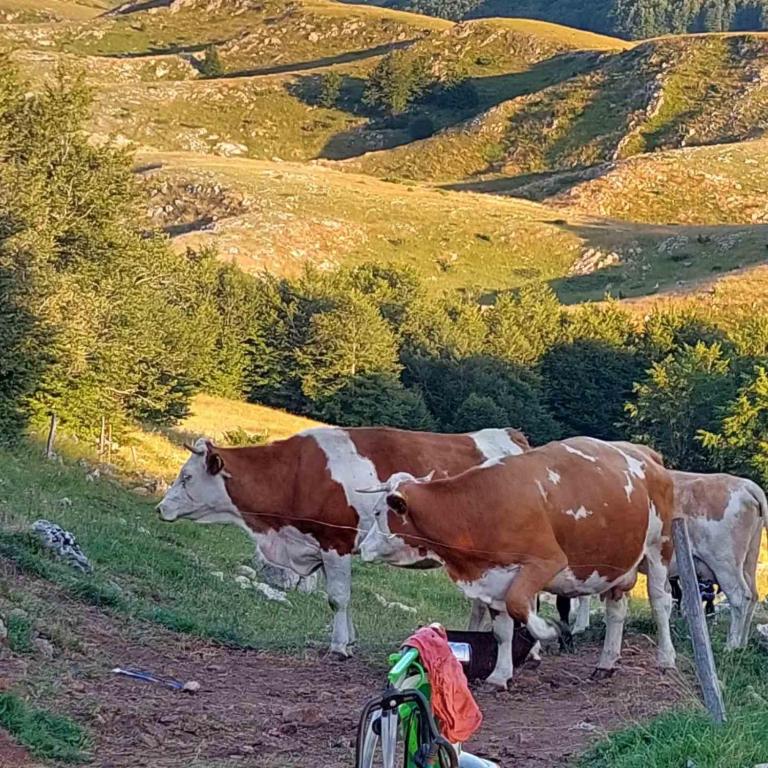 Zvířata v kempu nebo okolí
