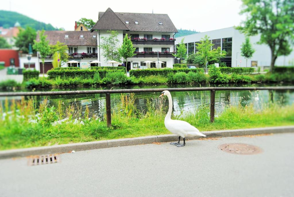 a white bird standing on the street next to a body of water at Hotel Schiff Nagold in Nagold
