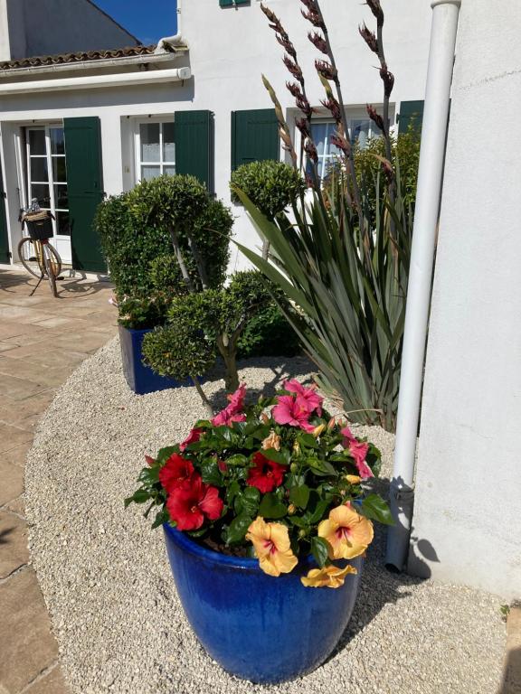 un vaso blu con fiori e piante di fronte a un edificio di Chambre La Poulpiquet ad Ars-en-Ré
