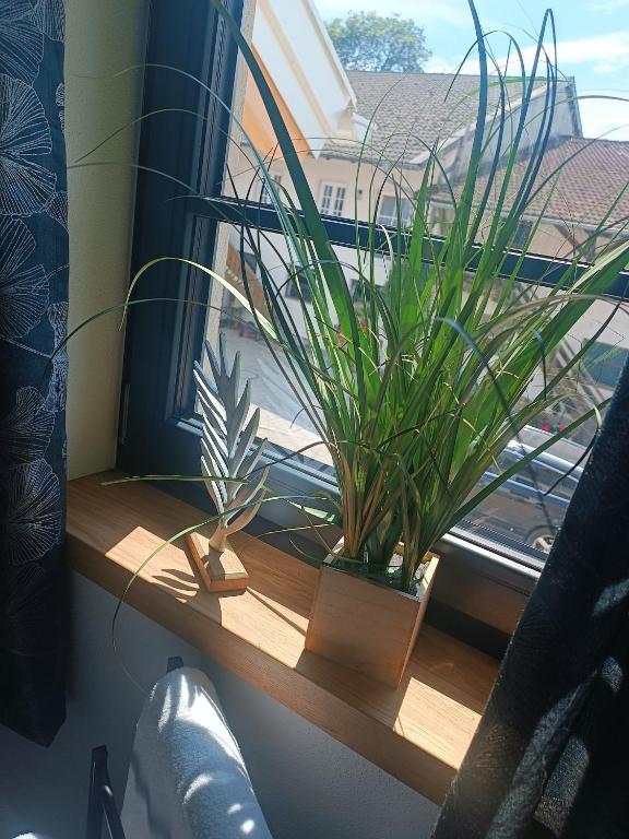 Bio Kinder Erlebnis Bauernhof Voit - Deluxe Apartment
