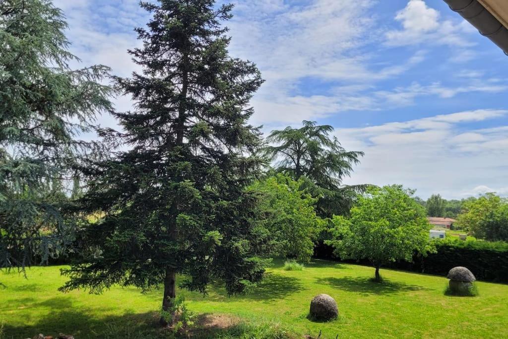 a pine tree in a grassy field with rocks at Villa Clair Soleil au cœur de la Toscane Occitane in Lisle-sur-Tarn