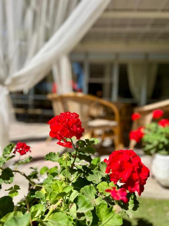Zahrada ubytování Hotel San Pietro