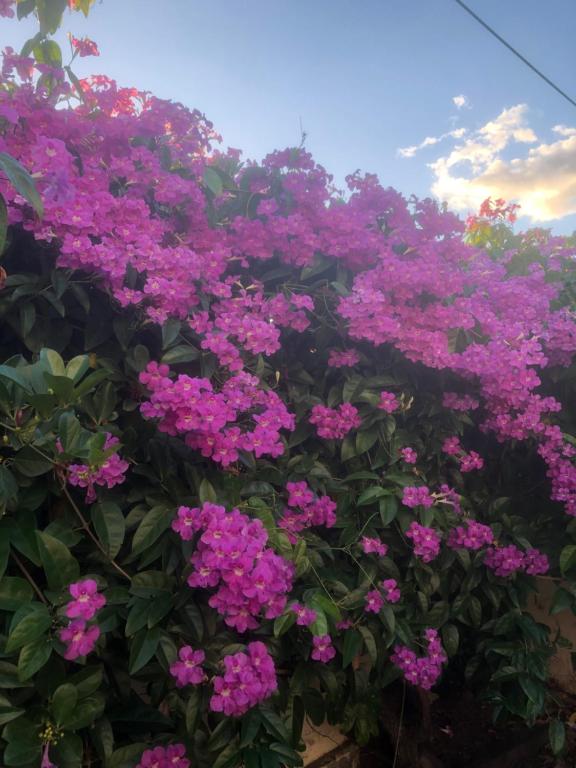 Jardín al aire libre en Sarithea