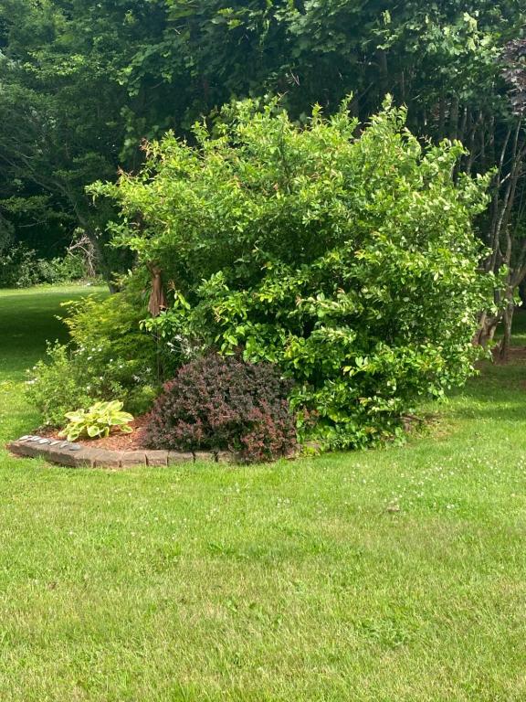 a large bush in the middle of a lawn at Sunny Isle Motel in Summerside