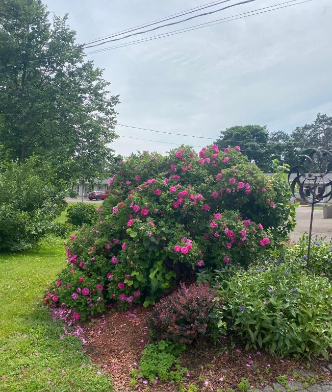 a large bush of pink flowers in a yard at Sunny Isle Motel in Summerside