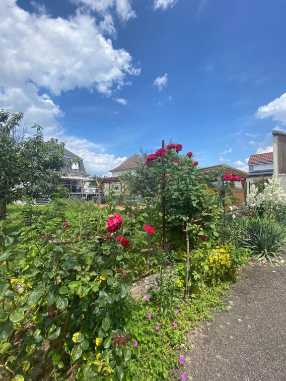 BookingAlsace - Maison Mittelharth Parking Jardin – photo 48